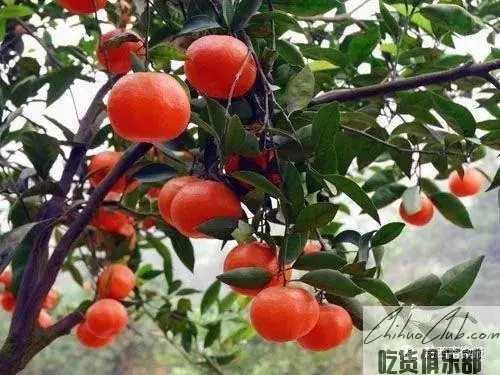 兴义大红袍
