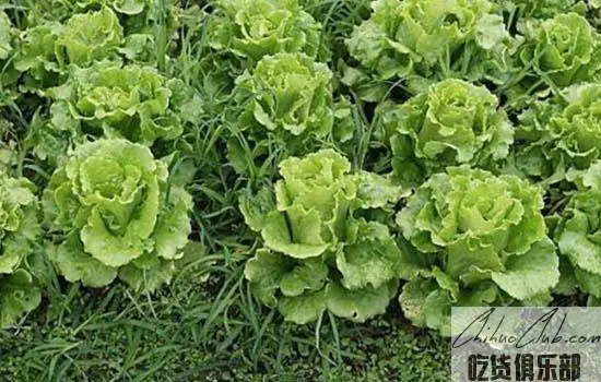 Xinminchang lettuce