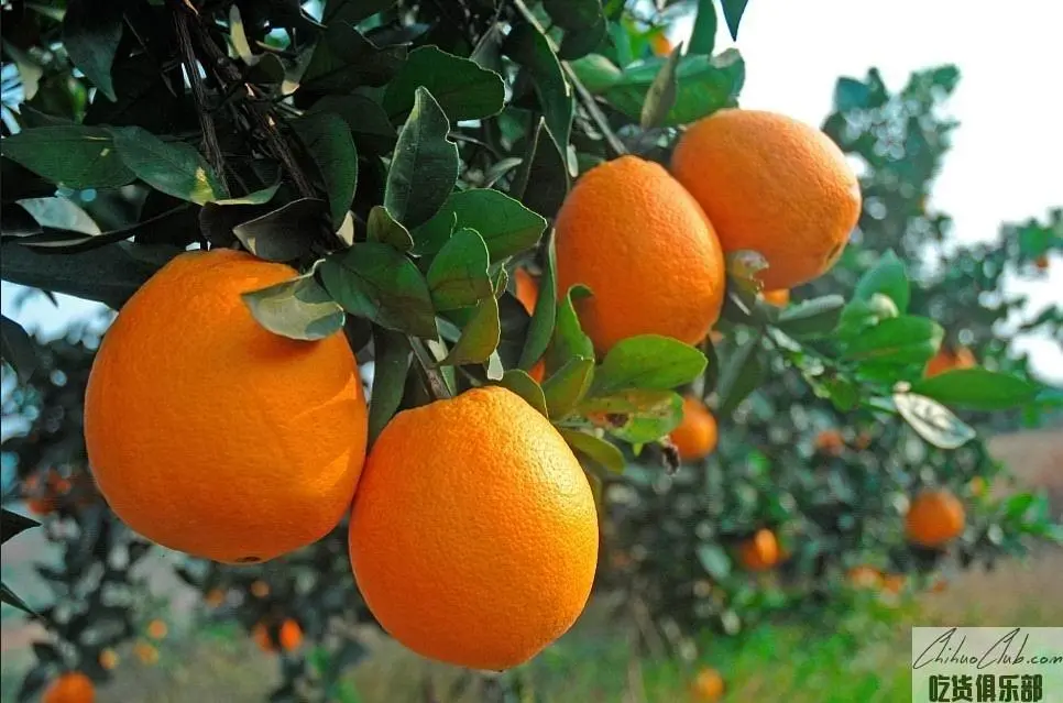 Xinning navel Orange