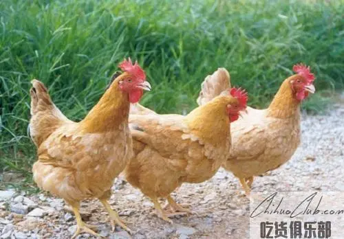 Xinyi Huaixiang Chicken