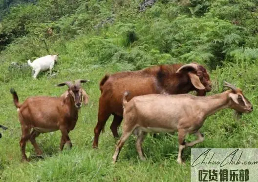 习水麻羊