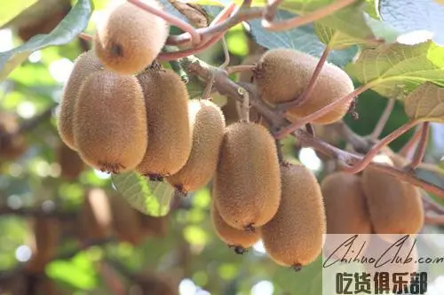 Xiu Wen Kiwi