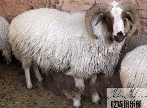 Yanchi Tan Sheep