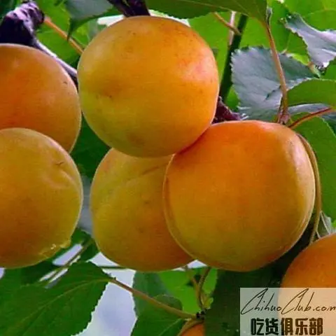 Yangshao Apricot