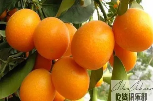 Yangshuo kumquat