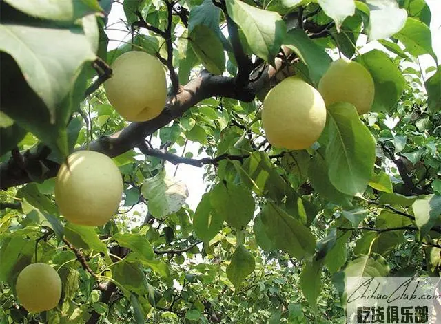 金阳街道美食介绍 金阳街道美食 小吃 特产 餐厅 非物质文化遗产 吃货网