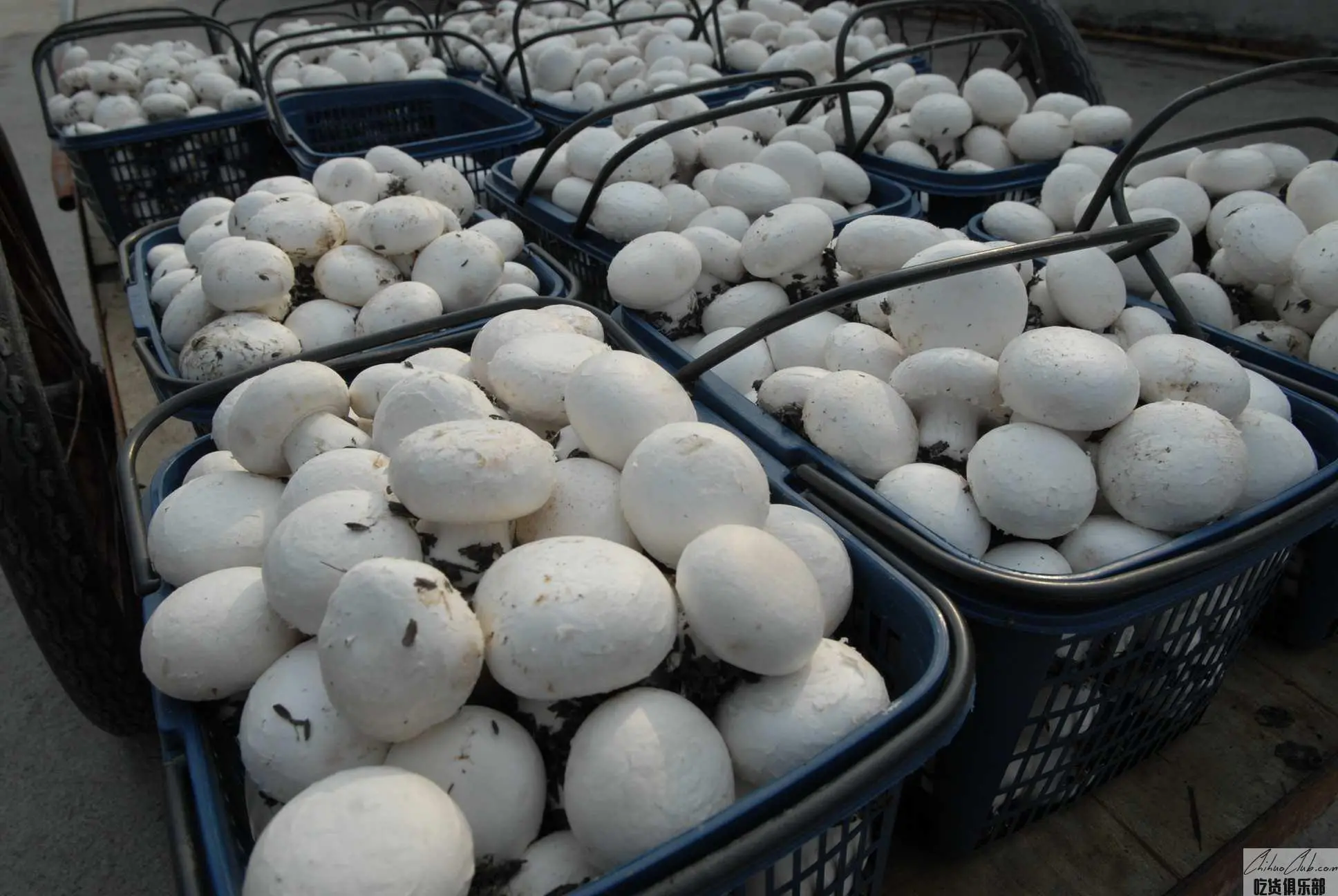 Yaozhuang mushroom