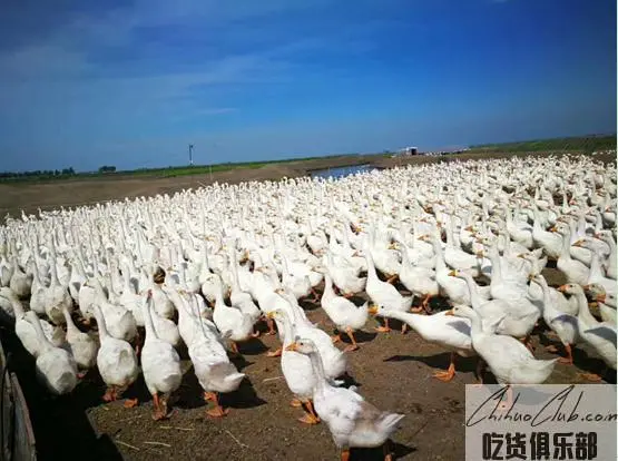 Yian Big geese
