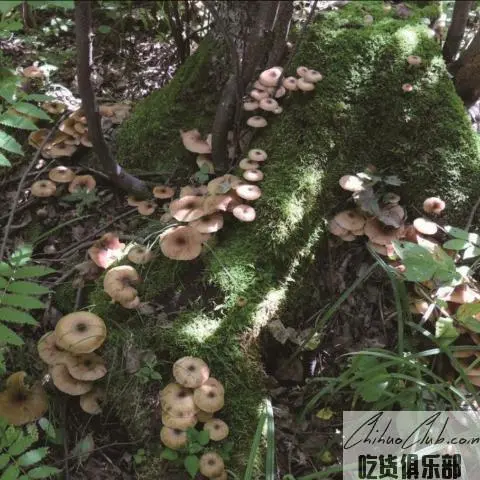 伊春榛蘑