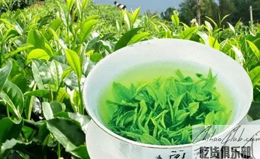 Yingshan Yunwu Tea