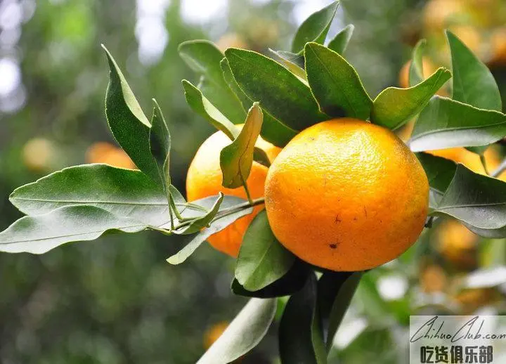 Yongchun citrus