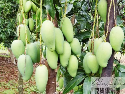 Yongde Mango
