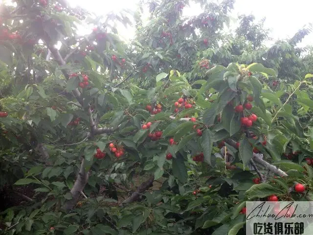 永济大樱桃