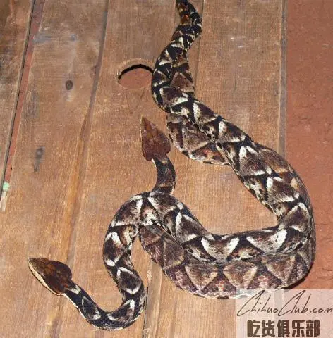 永州异蛇