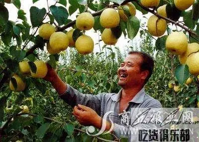 虞城酥梨