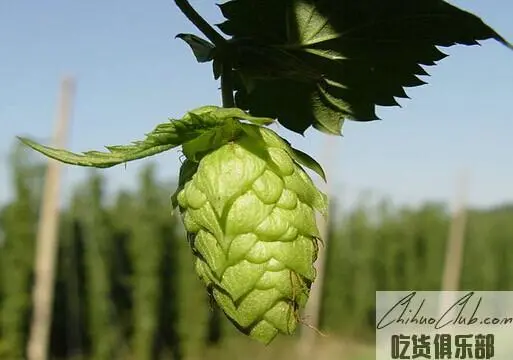 Yumen hops