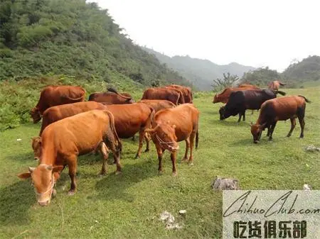 Qilian Yellow Cattle