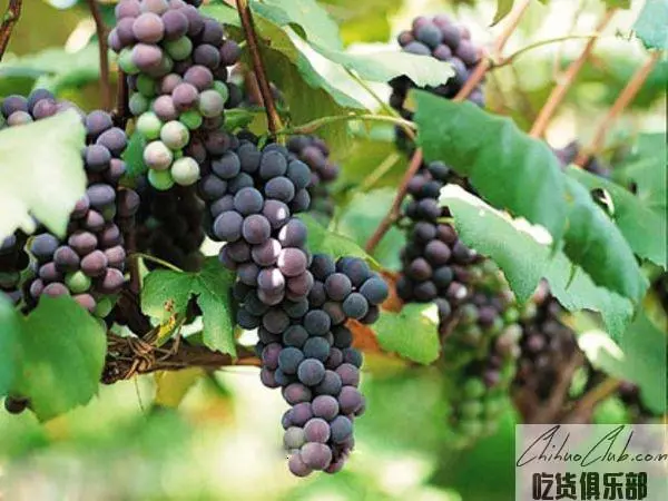 Yunxi Mountain Wine
