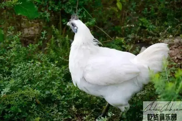 Yunyang black chicken