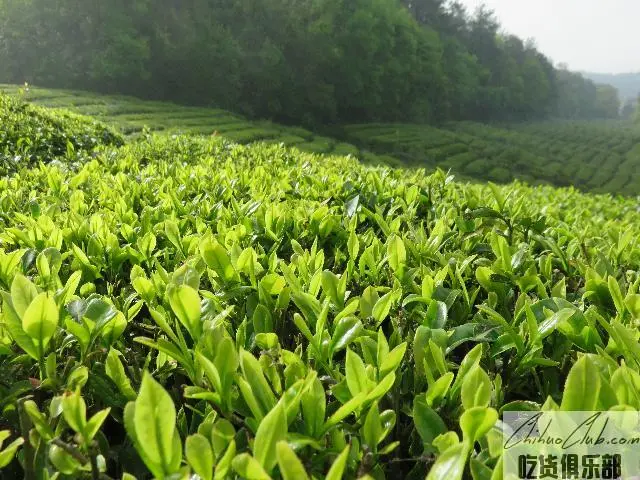 玉泉仙人掌茶