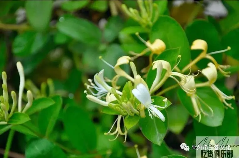 禹州金银花