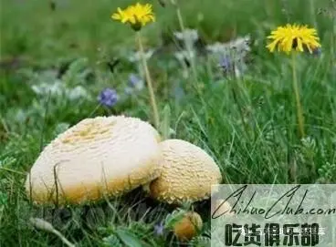 泽库黄蘑菇