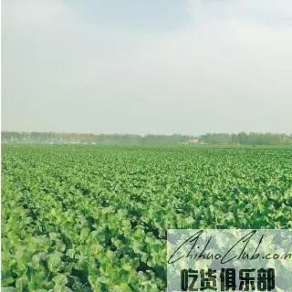 张港花椰菜