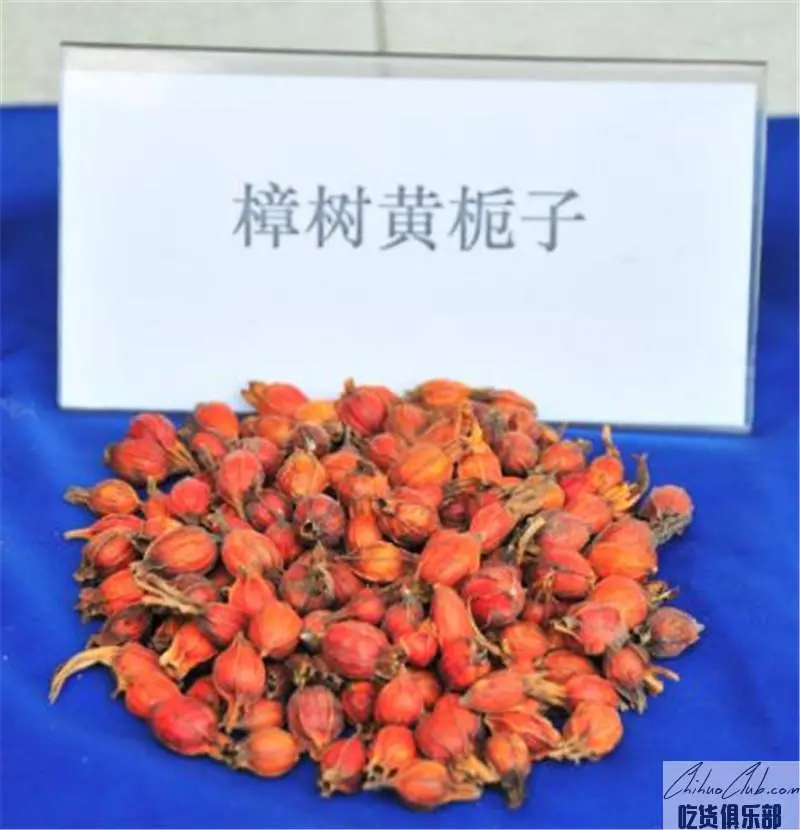 Zhangshu yellow Gardenia