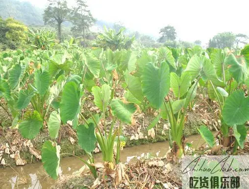 张溪香芋