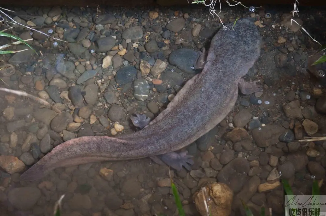 Zhengan giant salamander