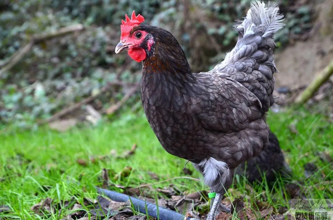 Zhenlongshan tile gray chicken