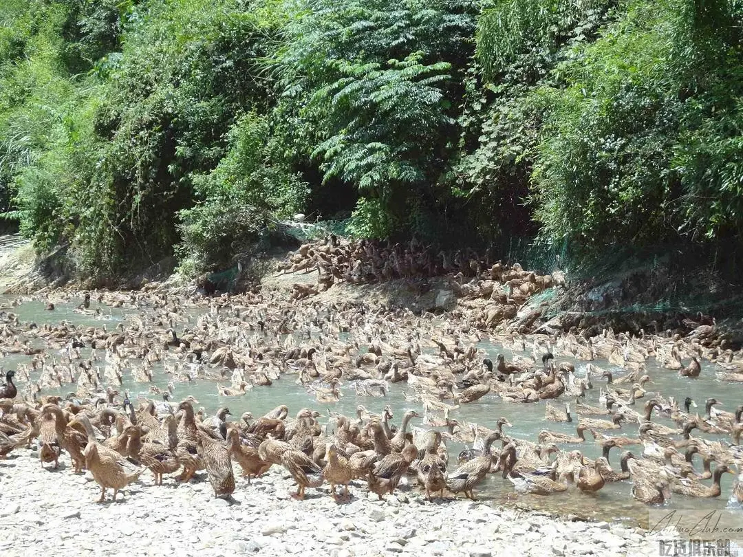 Zhijiang duck