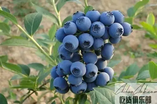 Chinese Arctic Blueberry