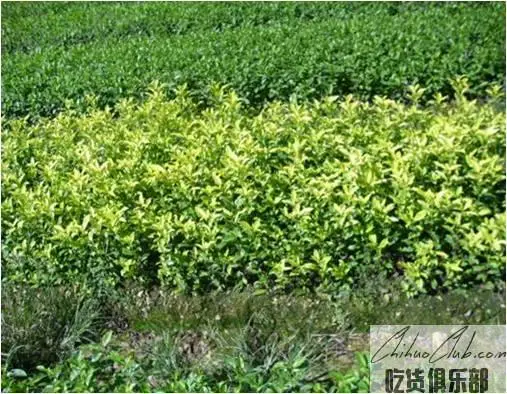 Zhucheng Green Tea