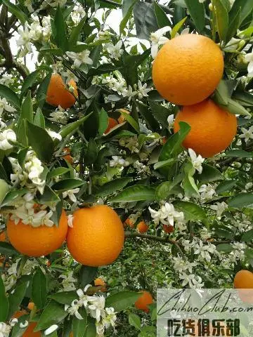 Zigui navel Orange