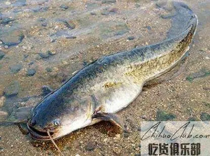 Zizhong catFish